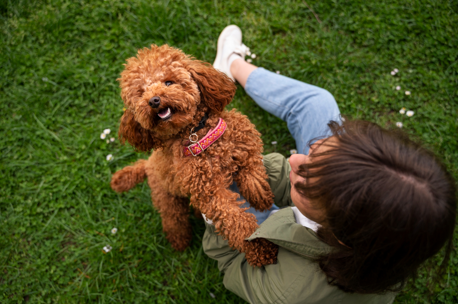 Sinais de que o seu cachorro precisa de suplemento