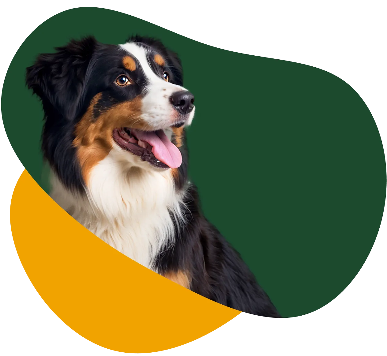 Um compromisso com a longevidade e a qualidade de vida do seu cachorro