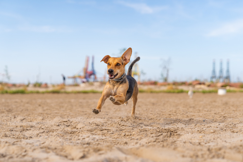 A importância da Taurina para cachorros
