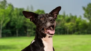 Nutrientes para cachorro idoso