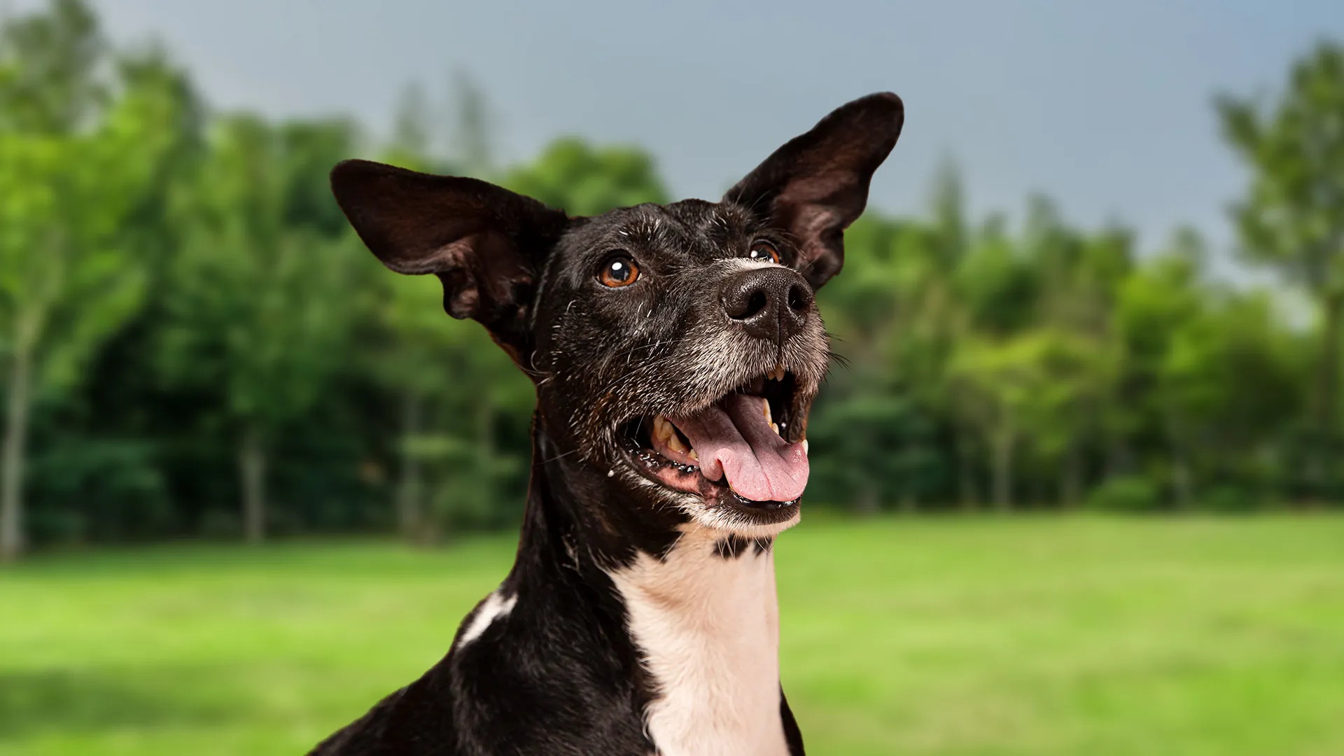 3 Nutrientes que não podem faltar na dieta de cachorro idoso (sênior)