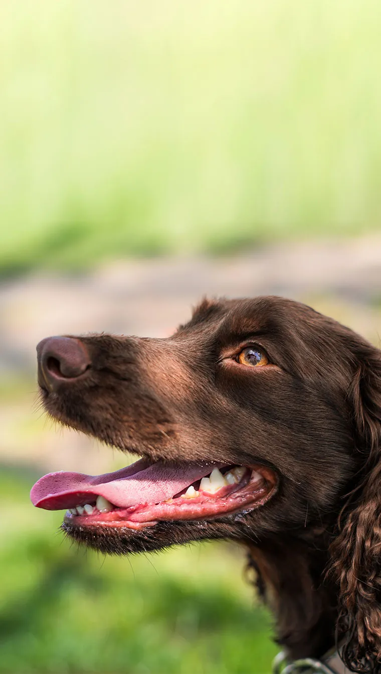Imunidade baixa do seu cachorro? Entenda os motivos e como resolver
