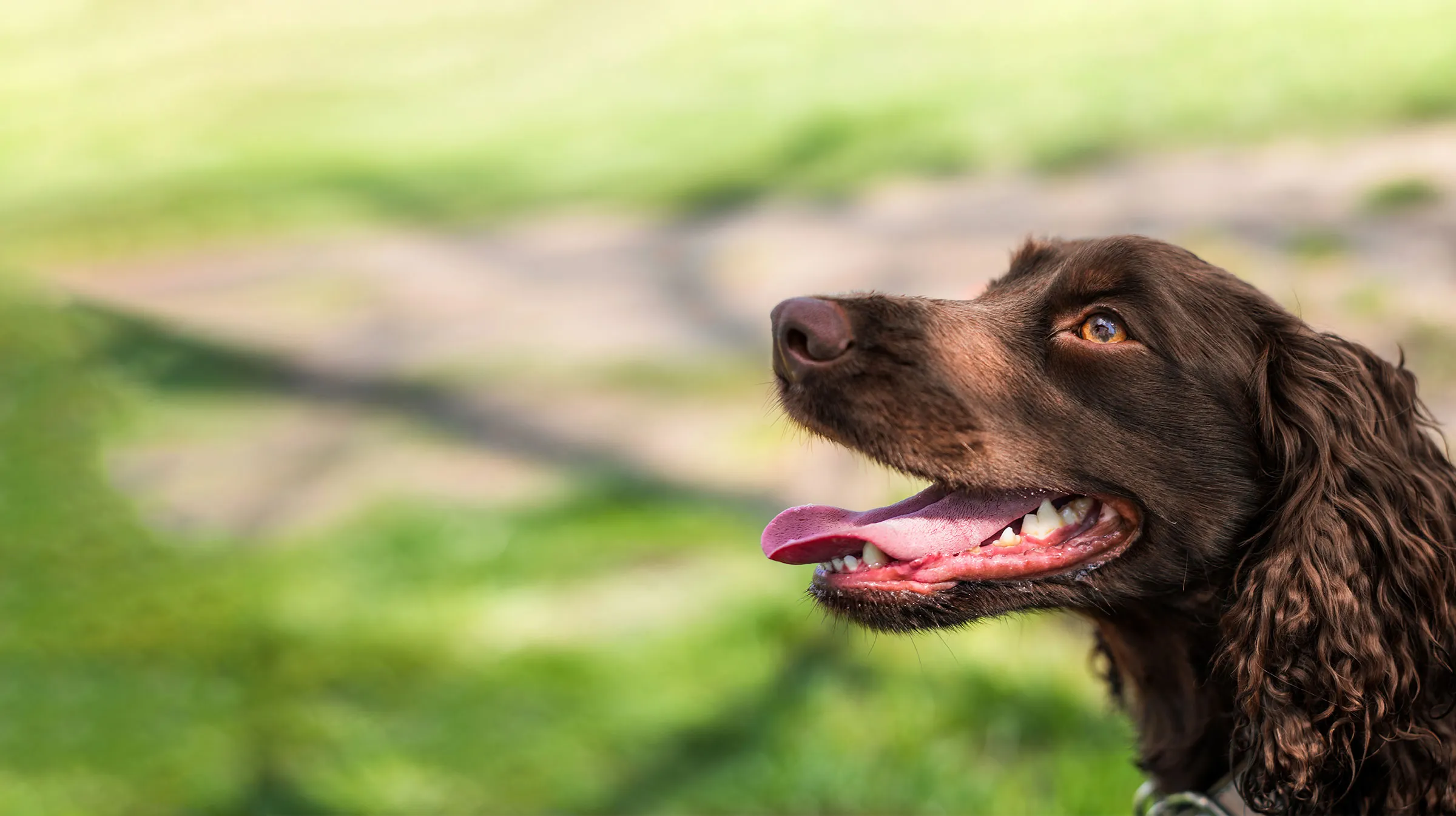 Imunidade baixa do seu cachorro? Entenda os motivos e como resolver