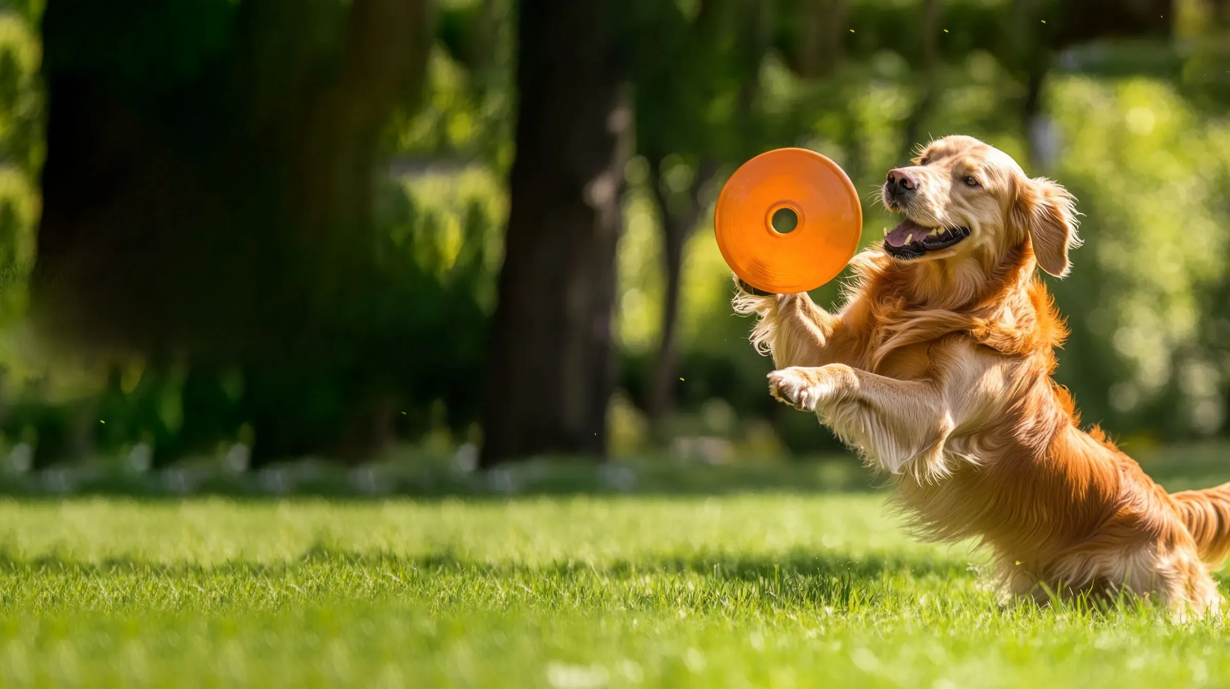 Por que a articulação do seu cachorro precisa de cuidados?