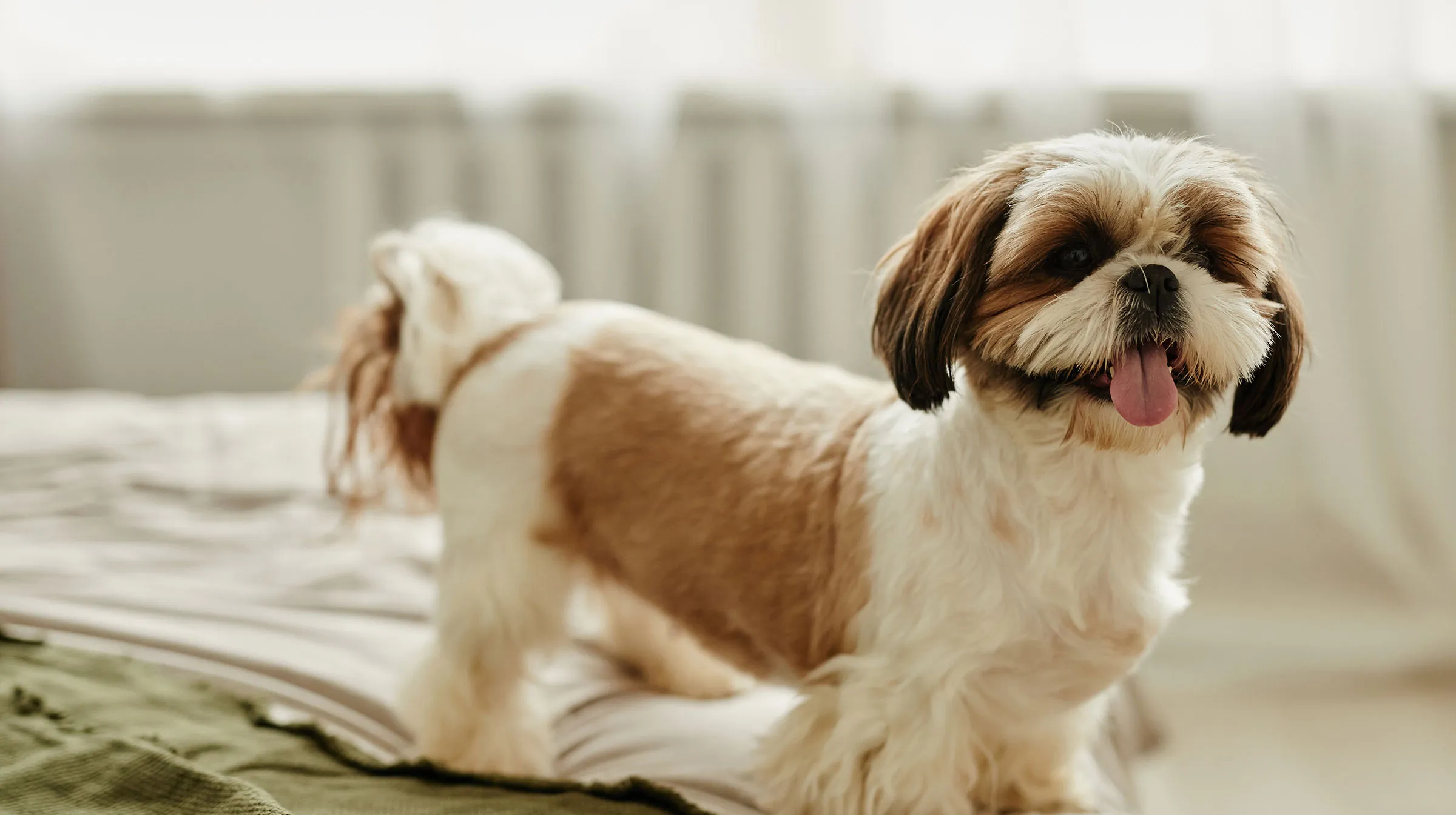 Por que a pelagem do seu cachorro precisa de cuidados?