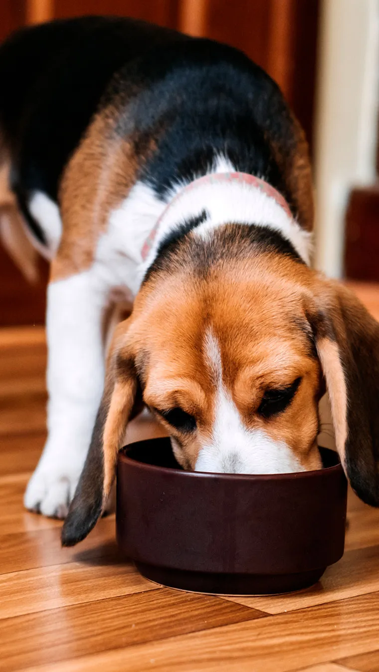 Por que é fundamental o equilíbrio da flora intestinal do seu cachorro?