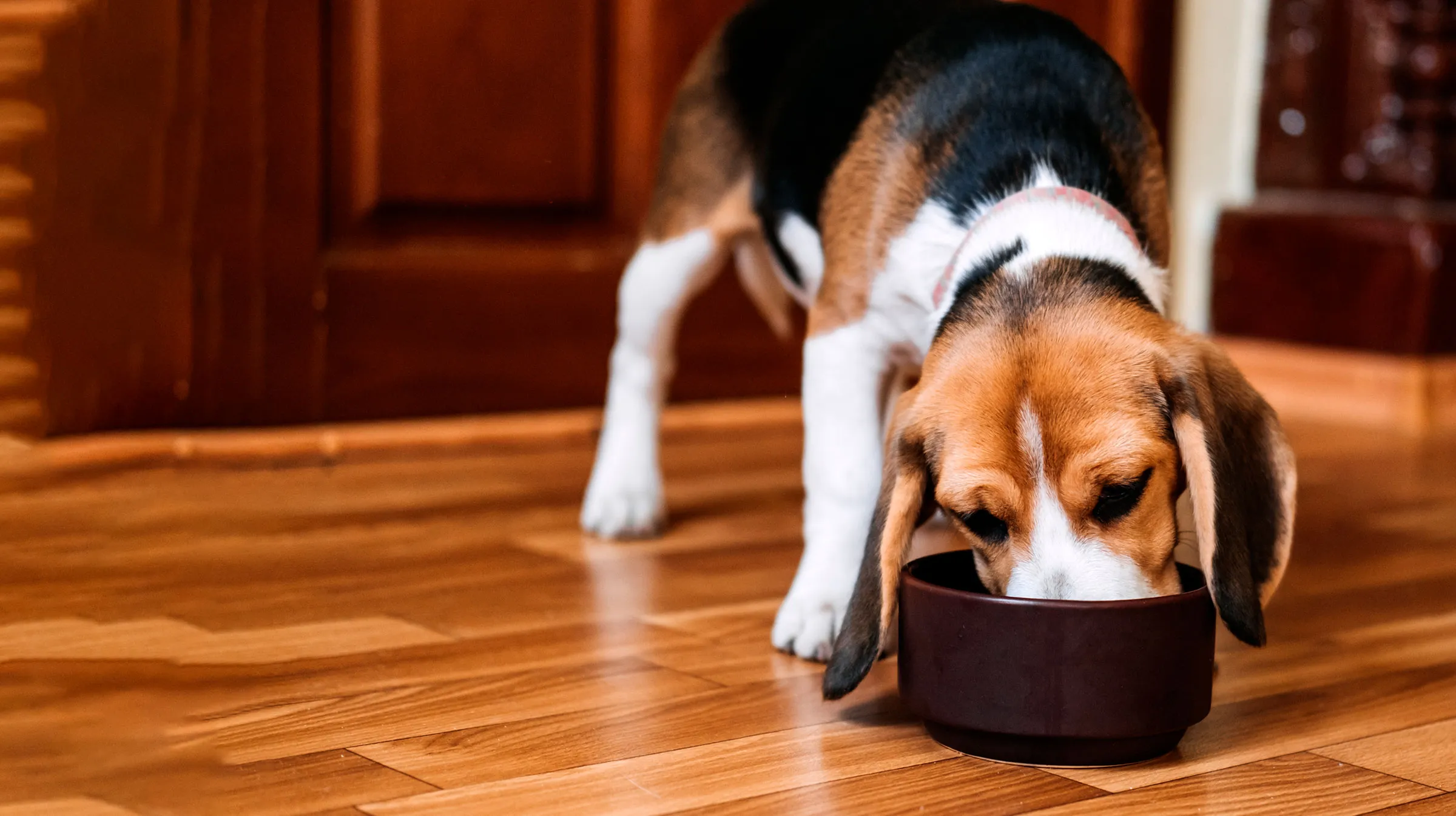 Por que é fundamental o equilíbrio da flora intestinal do seu cachorro?
