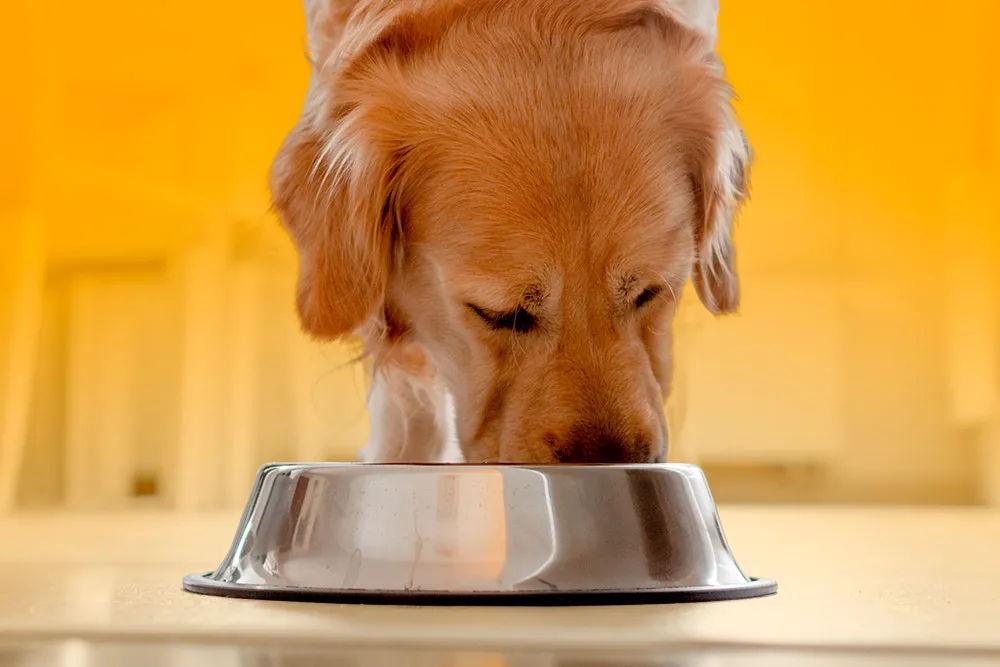 Dieta de Alta Qualidade e Hipoalergênica