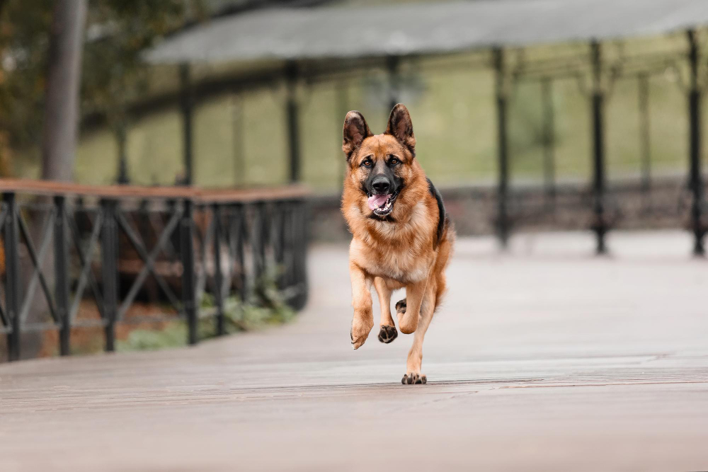 Idade para suplementar cachorro jovem
