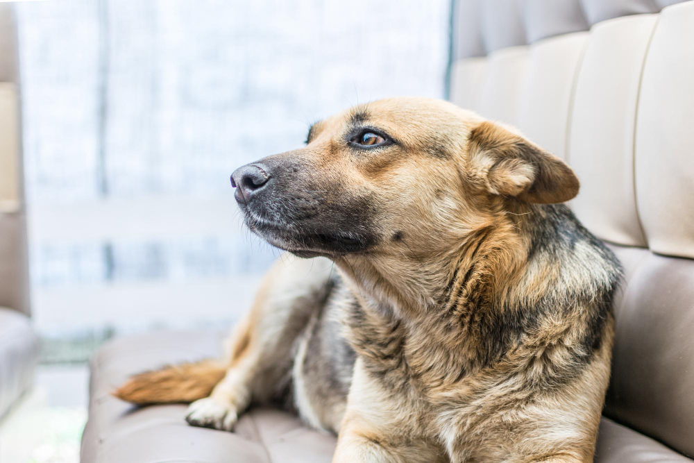 Idade para suplementar cachorro senior